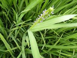 Image result for Sacciolepis africana