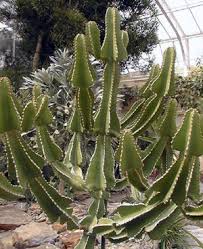 Image result for Euphorbia cooperi