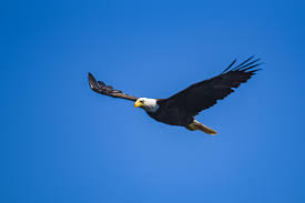 The eagles are an american rock band formed in los angeles in 1971. On The Wings Of Eagles Now Habersham
