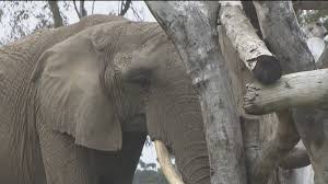 San diego zoo, san diego, ca. San Diego Zoo And Safari Park Officially Open Again Cbs8 Com