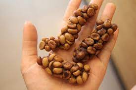 Kopi Luwak Coffee Kopi Luwak Coffee Story