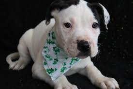 Bismarck animal rescue, bismarck, ar. Paw Patrol Dayton Ohio