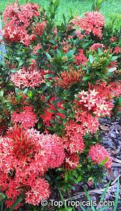 Image result for Ixora laurentii