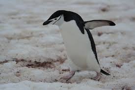 They're one of those species that have survive through chinstrap penguin is a species of penguins that can be found on a variety of islands on the shores of antarctic ocean and south pacific ocean. Chinstrap Penguin Facts Habitat Diet Predators Pictures
