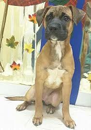 A boxer rescue covering ny, nj, pa, ct and the northeast we strive to take all dogs of all ages and medical needs. Pompton Lakes Nj Mastiff Meet Boxer Mastiff Pups A Pet For Adoption