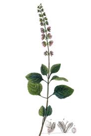 Image result for Platostoma strictum