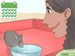 3 Ways To Care For An Injured Pet Mouse Wikihow