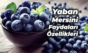 Tüm bu soruların cevaplarını ve çok daha fazlasını. Yaban Mersini Faydalari Ve Ozellikleri Nelerdir Trend Hayat