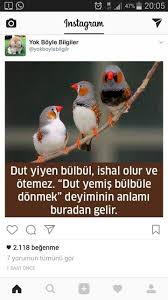Zeynep Adli Kullanicinin Bunlari Biliyor Musunuz Panosundaki Pin Kitap Kenari Biliyor Muydunuz Bilgi Karti