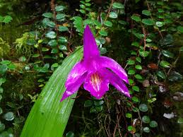 Image result for Disa saxicola
