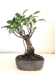 You can use the same soil mix for deciduous trees, for your ficus tree. Ficus Retusa Repot Bonsai