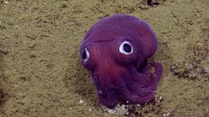 حیوانات عجیب به شکل فضایی در عمق دریا