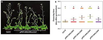 Vascular plant tissue consisting of living cells arranged into elongated tubes that transport sugar and other organic nutrients throughout the plant. A Novel Pathway Controlling Cambium Initiation And Activity Via Cytokinin Biosynthesis In Arabidopsis Biorxiv