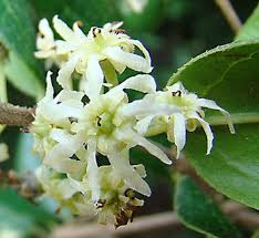 Image result for Monimiaceae