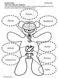 Adaptable Science Lessons For All Blog Endocrine System Biology For Kids Endocrine System Activities