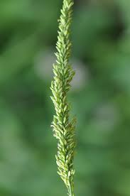 Image result for Sacciolepis seslerioides