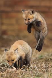 Baby Red Foxes I Have Baby Red Foxes In My Backyard So Far We Have Seen 5 They Are So Cute And Fun To Watc Sevimli Hayvan Yavrulari Hayvan Kizil Tilki
