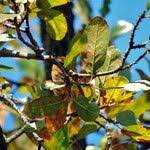 Image result for Monotes glaber