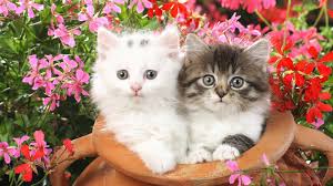 Check spelling or type a new query. Wallpaper 1920x1080 Px Animals Cats Flowers Kittens 1920x1080 Wallhaven 1640325 Hd Wallpapers Wallhere
