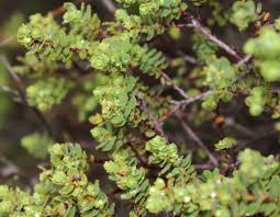 Image result for Clutia