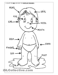13 body part coloring pages. Me My Body Theme Panosundaki Pin