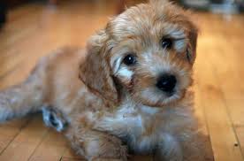 Visit us now to find the right goldendoodle for i'm the breeder behind goldendoodle acres located in neenah, wi. Goldendoodles Poodle Golden Retriever Mix Hubpages