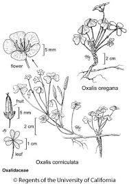 Image result for Oxalis corniculata