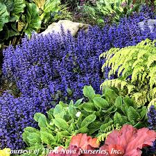 Image result for Ajuga