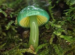 Posted by 16 hours ago. Green Renaissance The Beautiful Parrot Waxcap Mushroom It Looks Like Something Out Of Alice In Wonderland Yet It Is Real Facebook