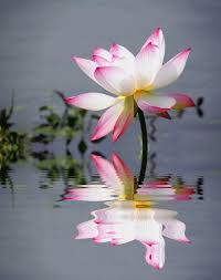 pin by ania m on 水中花 gif beautiful flowers beautiful flower arrangements flowers gif