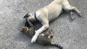Kedi Ile Kopegin Sasirtan Dostlugu