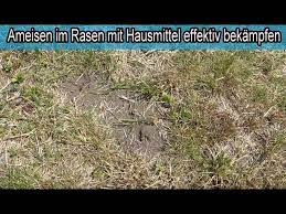 Auch im garten oder auf der terrasse ist eine ameisenstraße lästig. Ameisen Im Rasen Mit Hausmittel Wirksam Bekampfen Ameisen Zerstoren Den Rasen Hilfe Youtube