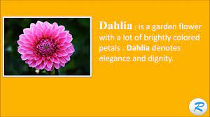 This video shows you how to pronounce dahlia correctly in american english. How To Pronounce Dahlia Youtube