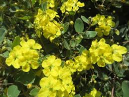 Image result for Sphedamnocarpus pruriens