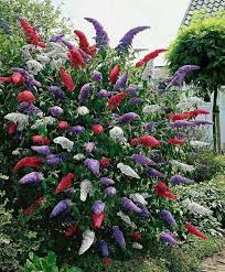 Butterfly Bush Plants Trees To Plant Outdoor Plants