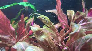 We did not find results for: Holes In Red Plants The Planted Tank Forum