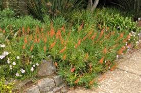 Image result for Aloiampelos tenuior