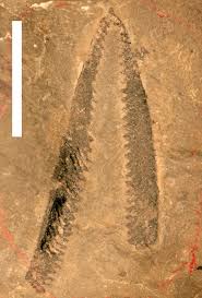 Image result for Dignathia gracilis