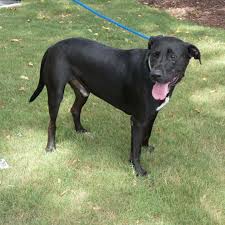 One way to determine the ancestry of your mixed breed is through a dna test. Dog For Adoption Hank A Black Labrador Retriever Belgian Shepherd Malinois Mix In Savannah Ga Petfinder