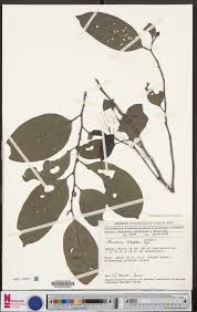 Image result for Strombosia