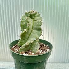 Image result for Cereus