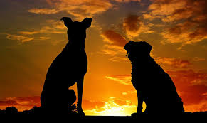 ~ loss of dog poems #8. The Power Of The Dog By Rudyard Kipling Famous Friendship Poem