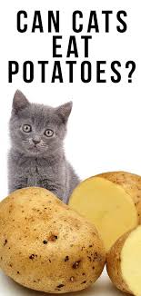 These potatoes are cooked, which makes them safe because cooking them kills all the toxins that make raw potatoes dangerous for cats to eat. Can Cats Eat Potatoes Or Are They Better Left Alone Can Cats Eat Potatoes Eat How To Cook Potatoes