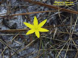 Image result for Hypoxis parvifolia