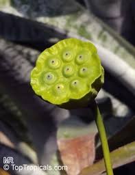 Pin On Lotus And Water Lilies