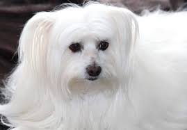 Malta Kopegi Maltese Terrier Ozellikleri Juen Pet Market Blog