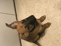 One way to determine the ancestry of your mixed breed is through a dna test. Glory German Shepherd Dog Puppy Female For Sale In Grand Haven Michigan Classified Americanlisted Com
