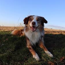 Bond Furever Dog Training