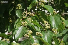 Image result for Hovenia