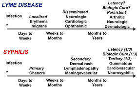How Do Lyme Borrelia Organisms Cause Disease The Quest For Virulence Determinants
